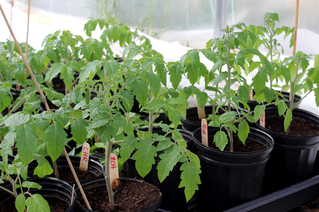 List of Tomato Starts 2021 | nannie plants